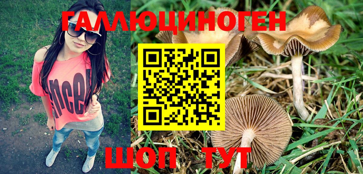 Псилоцибиновые грибы Psilocybe Лосино-Петровский